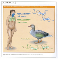 Influence of viral tropism on transmission and virulence of influenza.